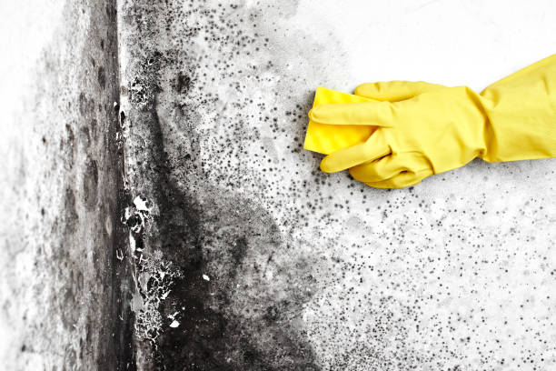 Best Black Mold Remediation in Lexington, MN