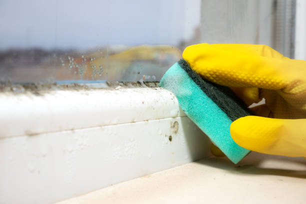 Best Health and Safety Mold Remediation in Lexington, MN
