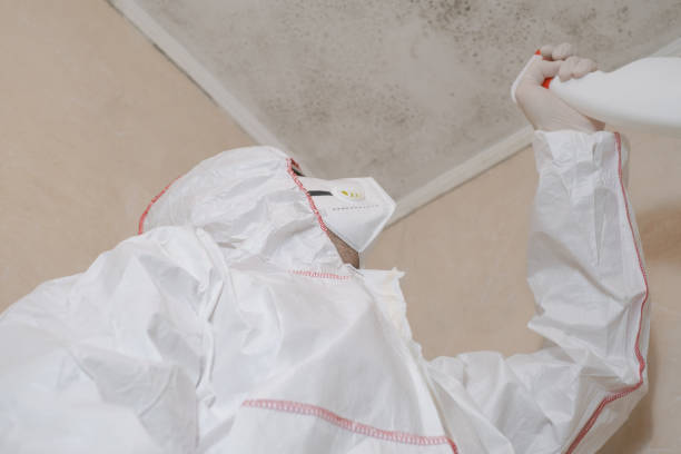Best Basement Mold Remediation in Lexington, MN